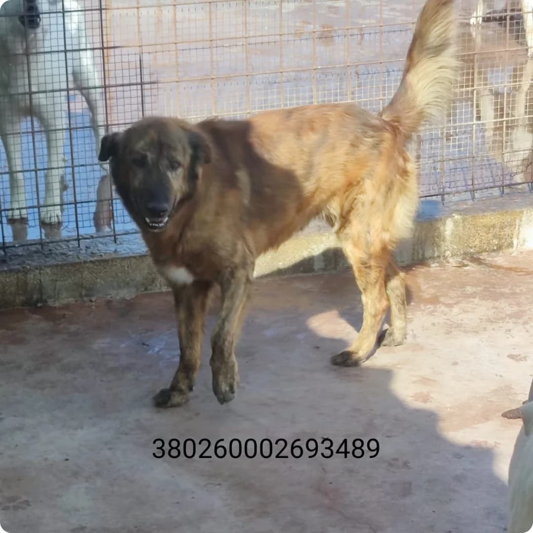 Teo, male puppy Mixed Breed for adoption at Canile Rifugio Oasi