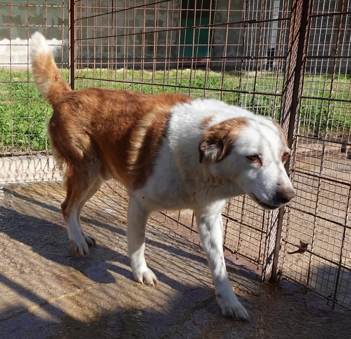 Tobia, male puppy Mixed Breed for adoption at Canile Rifugio Oasi
