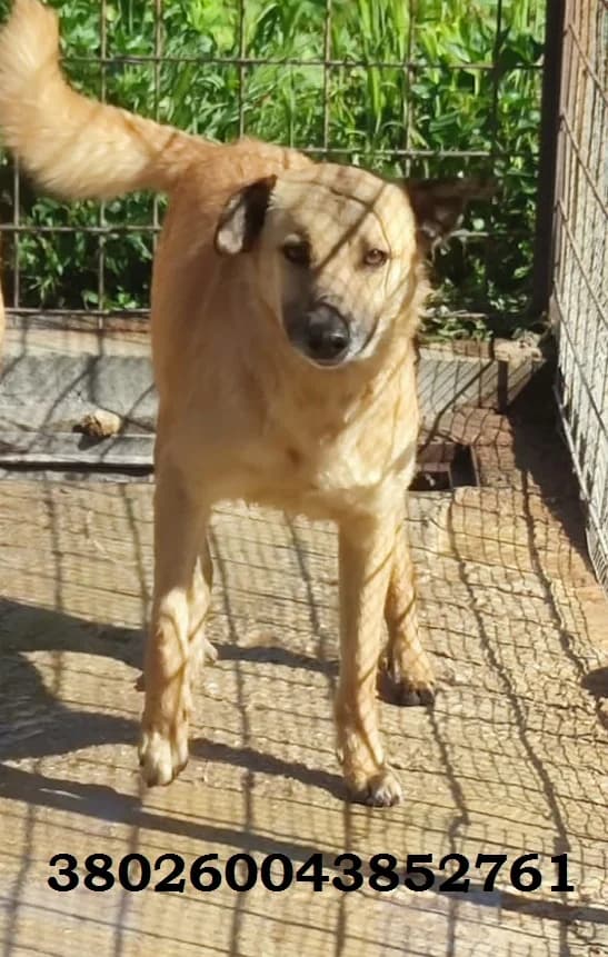 Tonino, male puppy Mixed Breed for adoption at Canile Rifugio Oasi