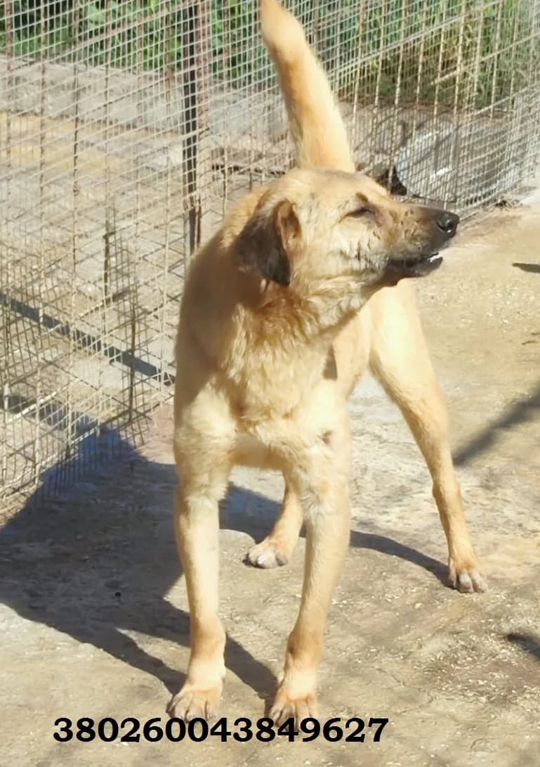 Totò, male puppy Mixed Breed for adoption at Canile Rifugio Oasi