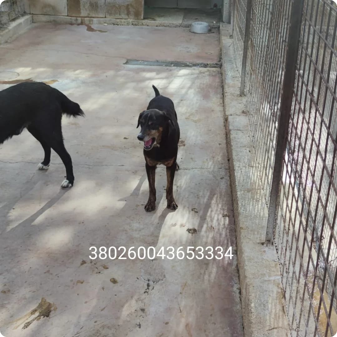 Twist, male puppy Mixed Breed for adoption at Canile Rifugio Oasi