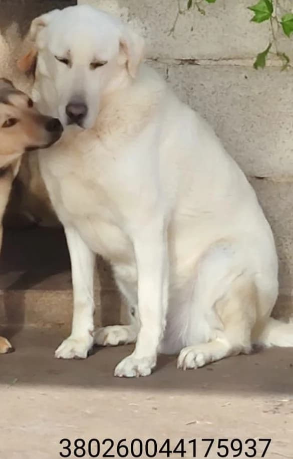 Tyson, male puppy Mixed Breed for adoption at Canile Rifugio Oasi