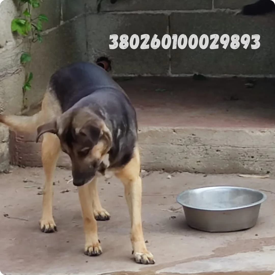 Vika, male puppy Mixed Breed for adoption at Canile Rifugio Oasi