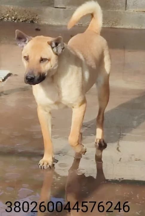 Volpe, male puppy Mixed Breed for adoption at Canile Rifugio Oasi