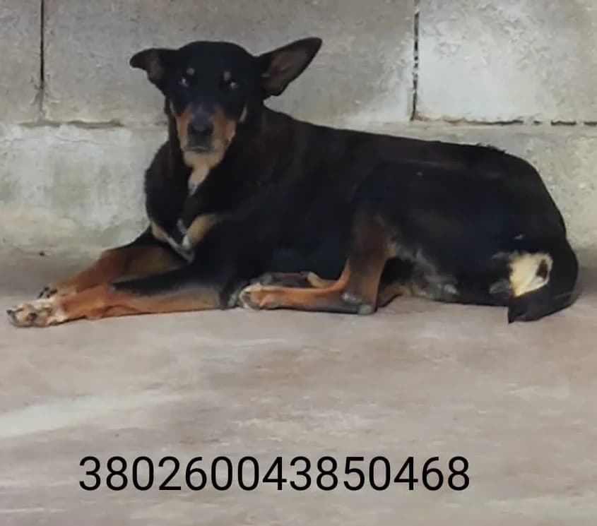 Zoe, male puppy Mixed Breed for adoption at Canile Rifugio Oasi