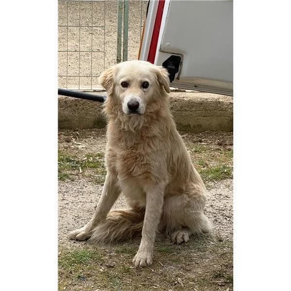 CHIARA, NERO PETTO BIANCO female puppy mixed breed for adoption at Canile Shardana, Sardegna