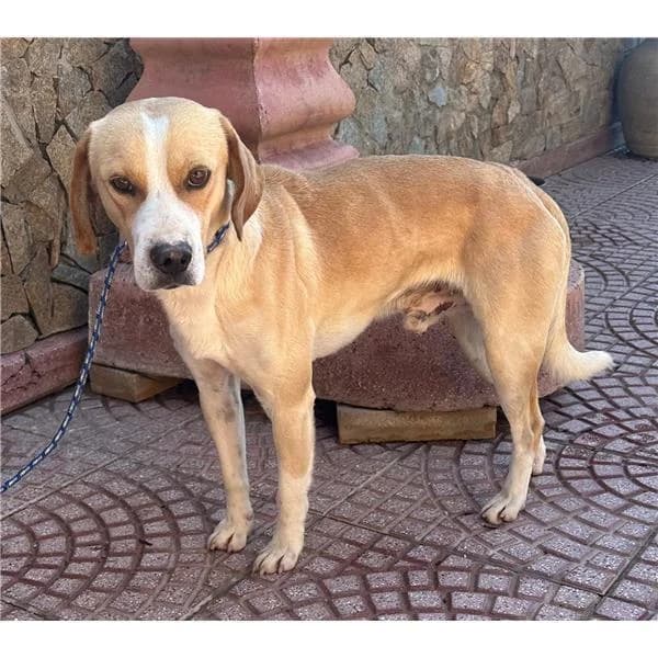 TOD, BIANCO male puppy mixed breed for adoption at Canile Shardana, Sardegna
