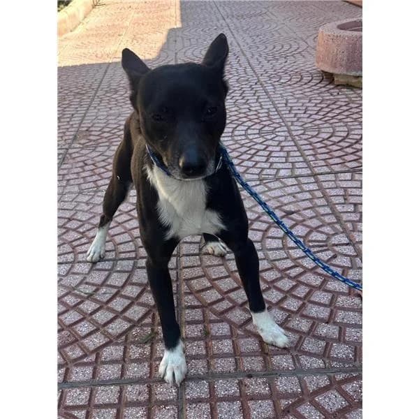 BILLO, BIANCO FULVO male 5yo mixed breed for adoption at Canile Shardana, Sardegna