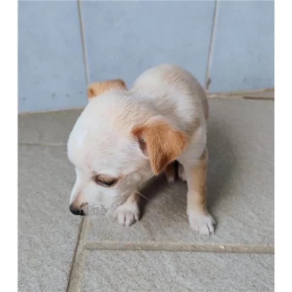 FULL, FULVO male puppy mixed breed for adoption at Canile Shardana, Sardegna
