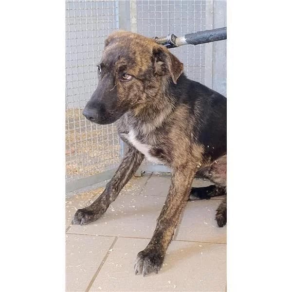 STICH, FULVO male puppy mixed breed for adoption at Canile Shardana, Sardegna