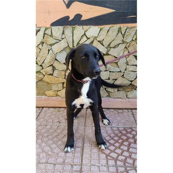 Ario, BIANCO male 5yo mixed breed for adoption at Canile Shardana, Sardegna