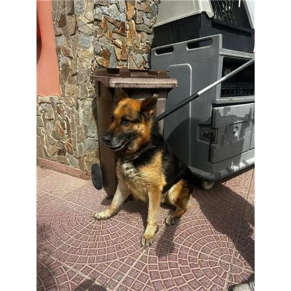 Orighedda, NERO FOCATO male puppy mixed breed for adoption at Canile Shardana, Sardegna