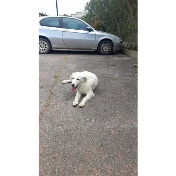 Nano, BIANCO male young mixed breed for adoption at Canile Shardana, Sardegna