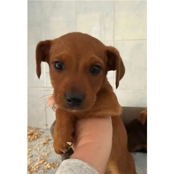 RED, NERO TIGRATO male young mixed breed for adoption at Canile Shardana, Sardegna