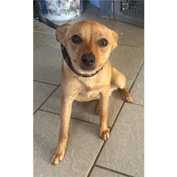 Caramello, FULVO male puppy mixed breed for adoption at Canile Shardana, Sardegna