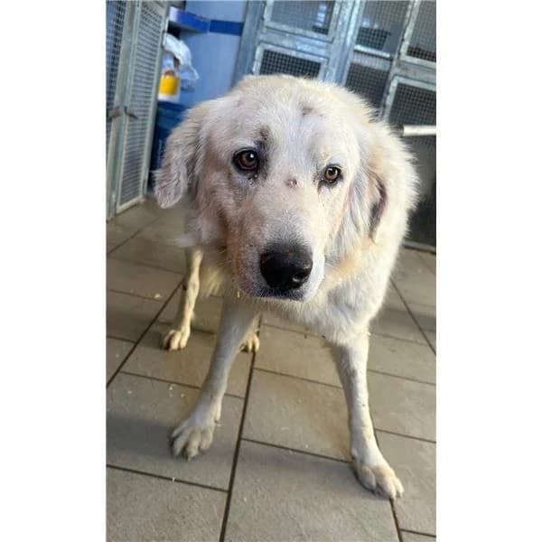 GIADA, BIANCO female young mixed breed for adoption at Canile Shardana, Sardegna