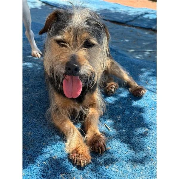 LOQUITA, BIANCO ARANCIO female mixed breed for adoption at Canile Shardana, Sardegna