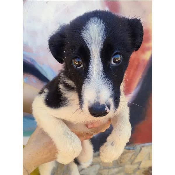 TOPO, NERO TIGRATO male puppy mixed breed for adoption at Canile Shardana, Sardegna