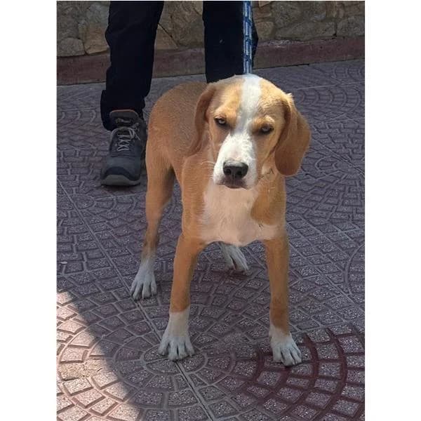 SID, FULVO male puppy mixed breed for adoption at Canile Shardana, Sardegna