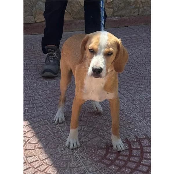 Spike, FULVO CARBONATO male puppy mixed breed for adoption at Canile Shardana, Sardegna