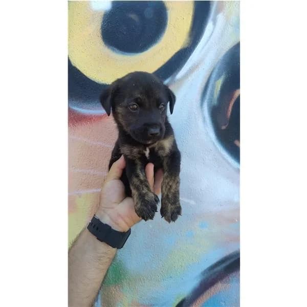 FURIO, NERO male puppy mixed breed for adoption at Canile Shardana, Sardegna