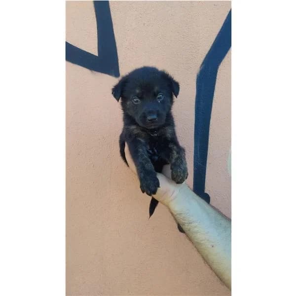 IOSTO, NERO FOCATO male puppy mixed breed for adoption at Canile Shardana, Sardegna