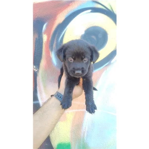 NALA, NERO MARRONE female puppy mixed breed for adoption at Canile Shardana, Sardegna