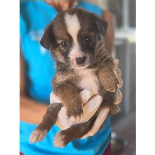 SIRIA, NERO FOCATO female puppy mixed breed for adoption at Canile Shardana, Sardegna