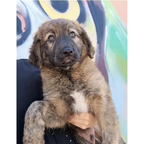 SARA, FULVO female puppy mixed breed for adoption at Canile Shardana, Sardegna