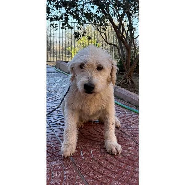 Gohan, NERO PETTO BIANCO male puppy mixed breed for adoption at Canile Shardana, Sardegna
