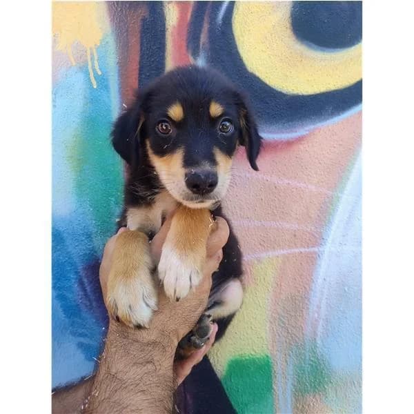 ERY, FULVO male puppy mixed breed for adoption at Canile Shardana, Sardegna