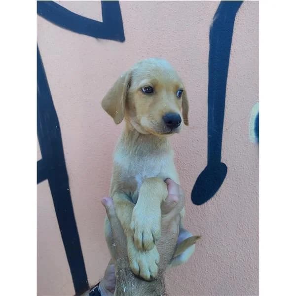 EOS, NERO FOCATO male puppy mixed breed for adoption at Canile Shardana, Sardegna