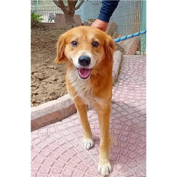Arturo di Villasimius, FULVO BIANCO male senior mixed breed for adoption at Canile Shardana, Sardegna