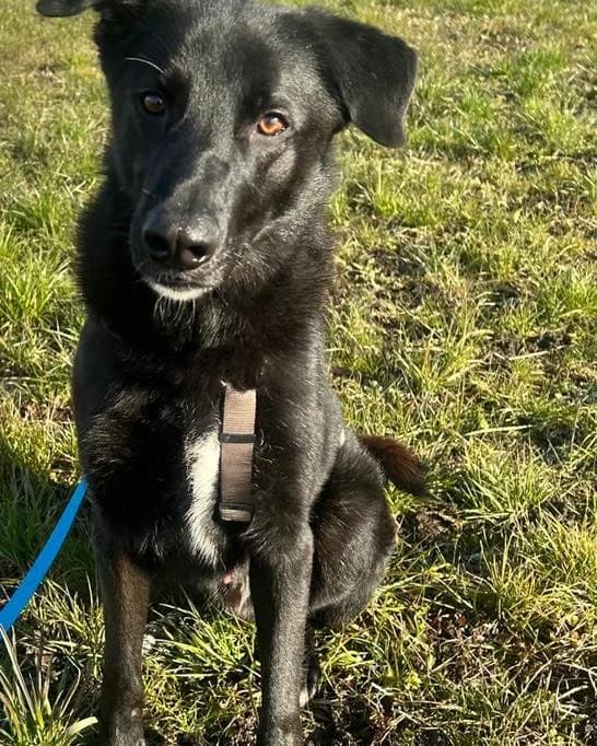 Danny,  mixed breed for adoption at Lucky Paws North Macedonia, Skopje