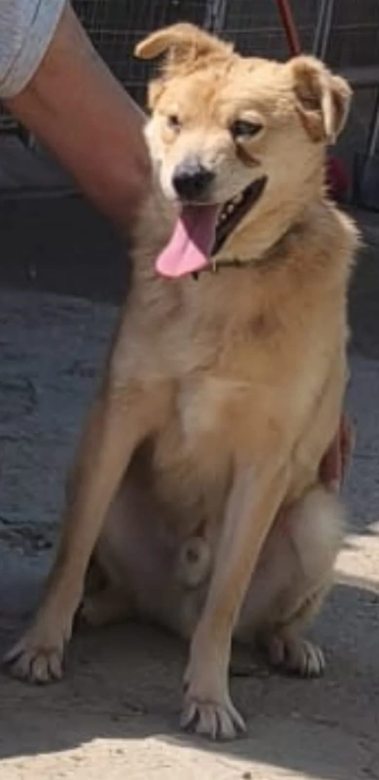 Filippo,  mixed breed for adoption at Canile Oasi Torino, Turin