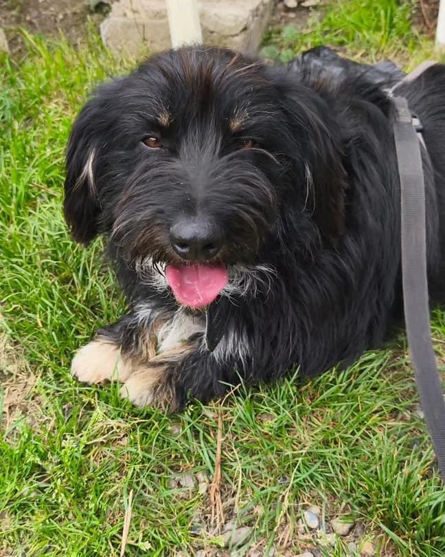Poldo, female mixed breed for adoption at Canile Oasi Torino, Turin