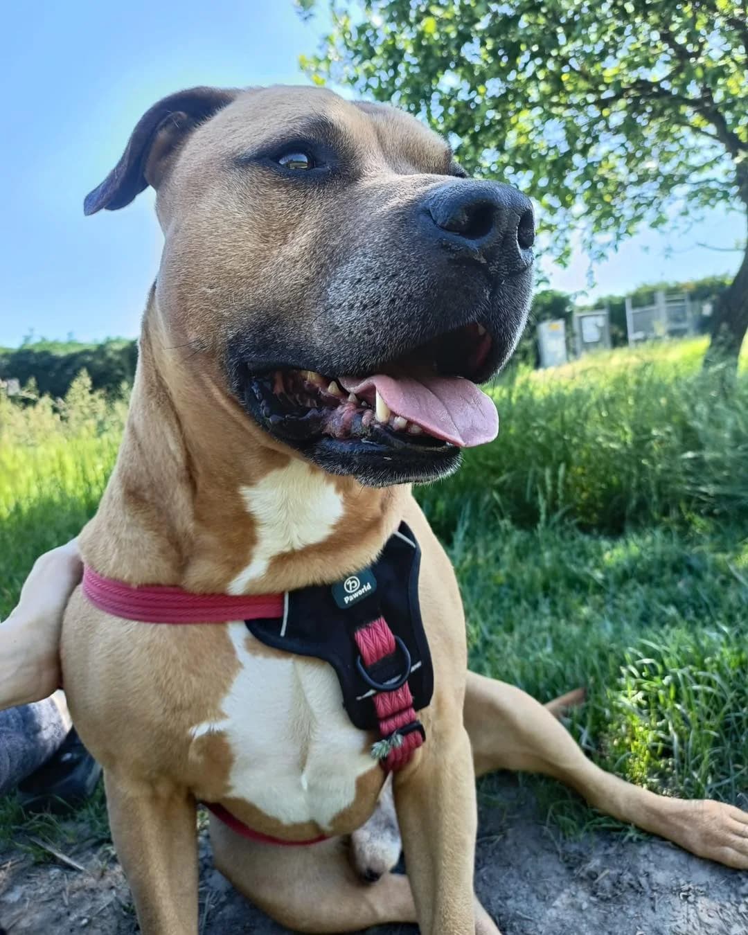 Raul,  mixed breed for adoption at Canile Oasi Torino, Turin