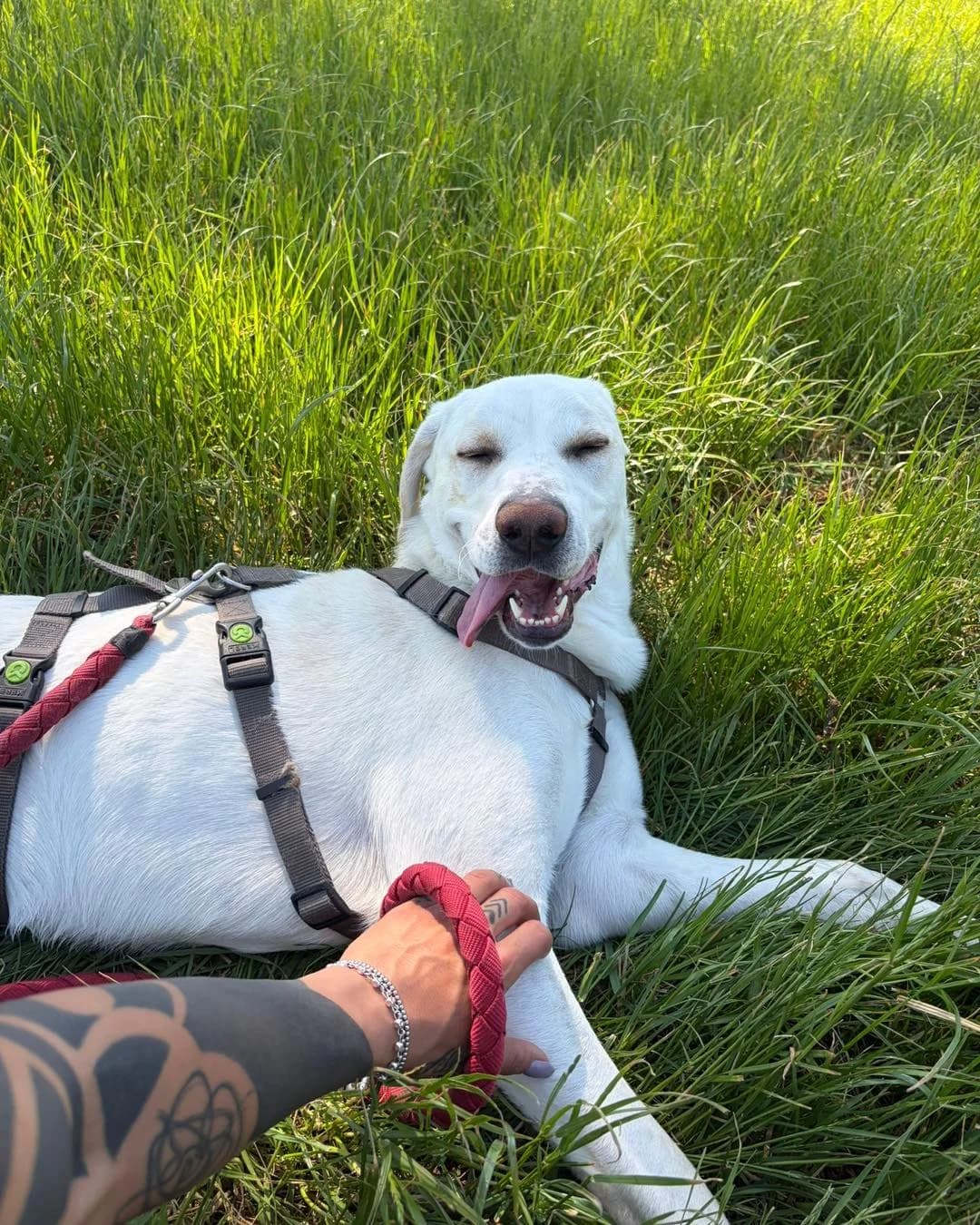 Sirio, female mixed breed for adoption at Canile Oasi Torino, Turin