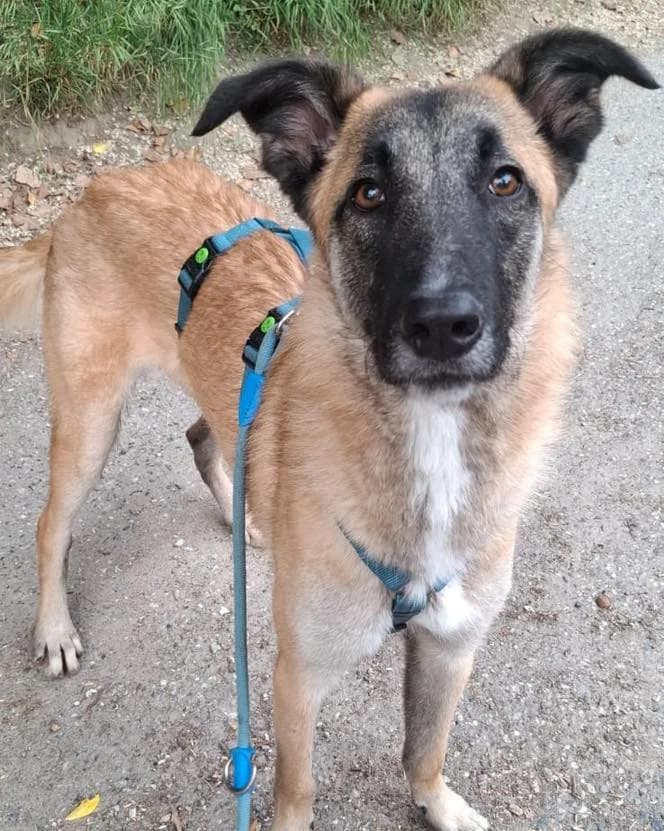 Tidus,  mixed breed for adoption at Canile Oasi Torino, Turin