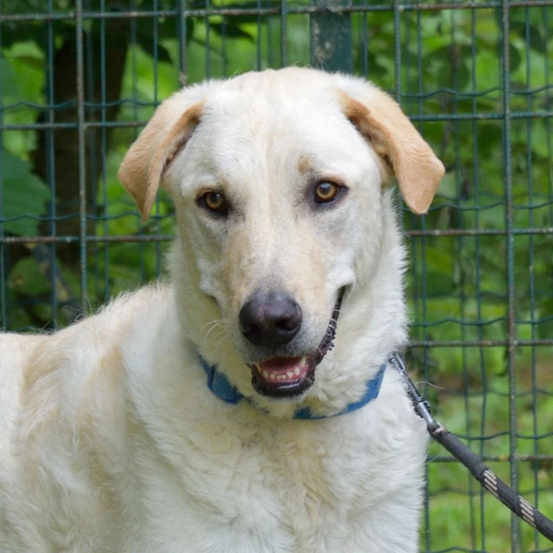 Chicco, male 3yo Mixed Breed for adoption at Canile Il Vagabondo, Bologna (Emilia-Romagna)