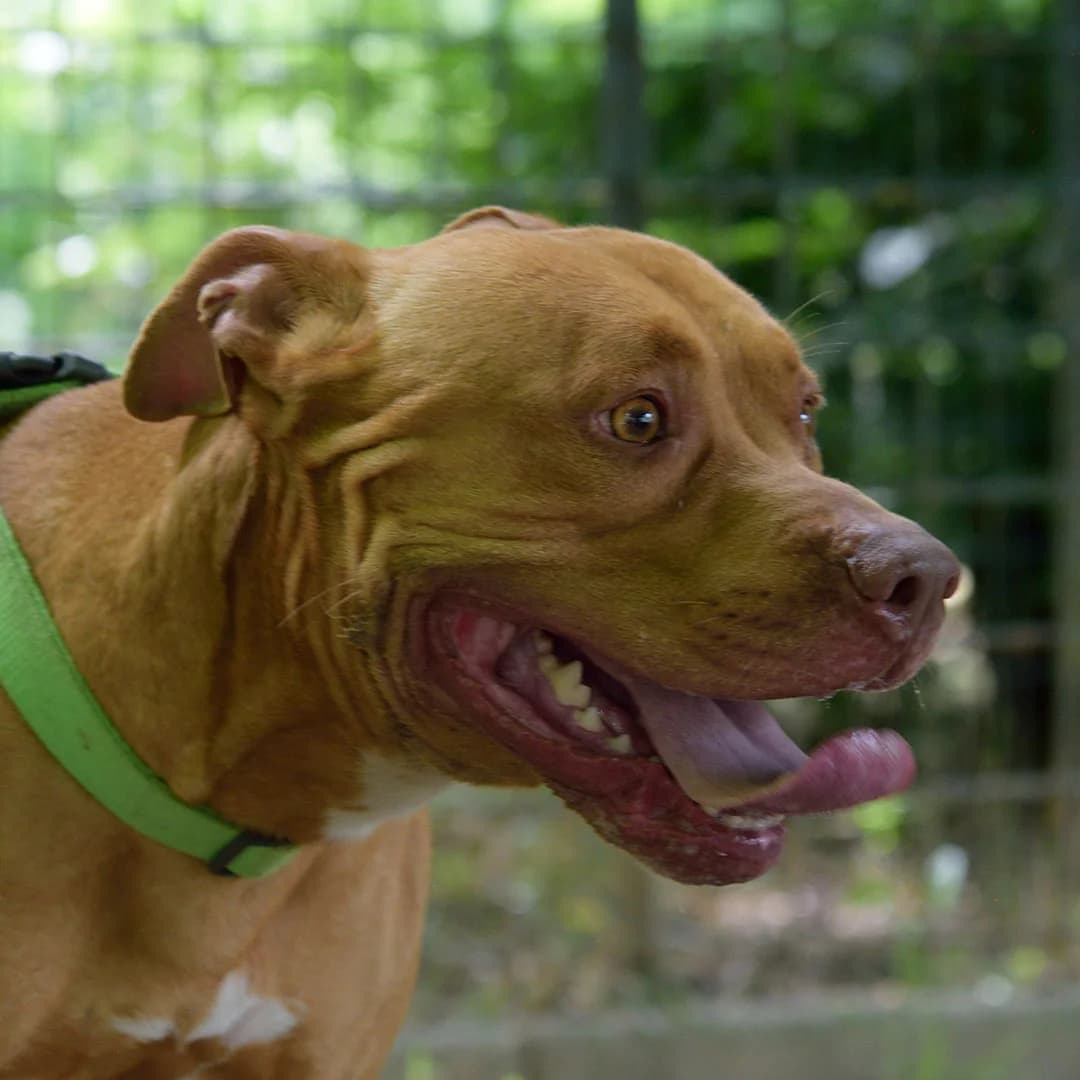 Leo, male 7yo Mixed Breed for adoption at Canile Il Vagabondo, Bologna (Emilia-Romagna)