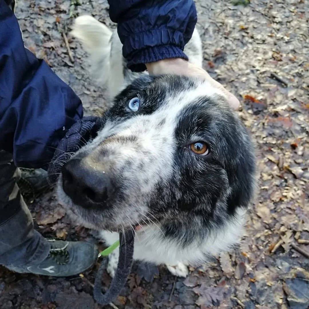 Charlie, male Mixed Breed for adoption at Canile Il Vagabondo, Bologna (Emilia-Romagna)