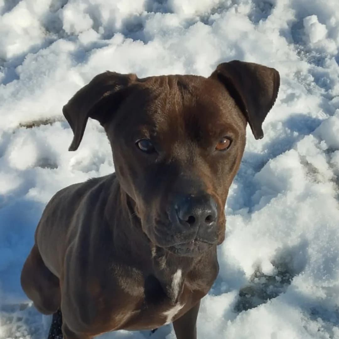 Jack, male 4yo Mixed Breed for adoption at Canile Il Vagabondo, Bologna (Emilia-Romagna)