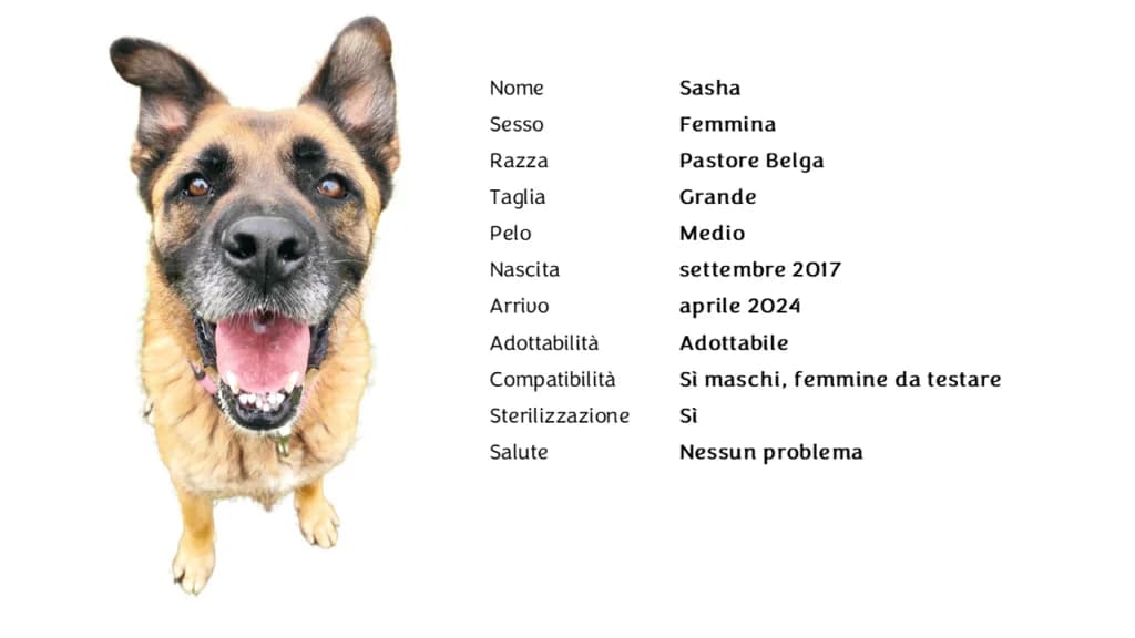 SASHA,  mixed breed for adoption at Canile di Vigevano