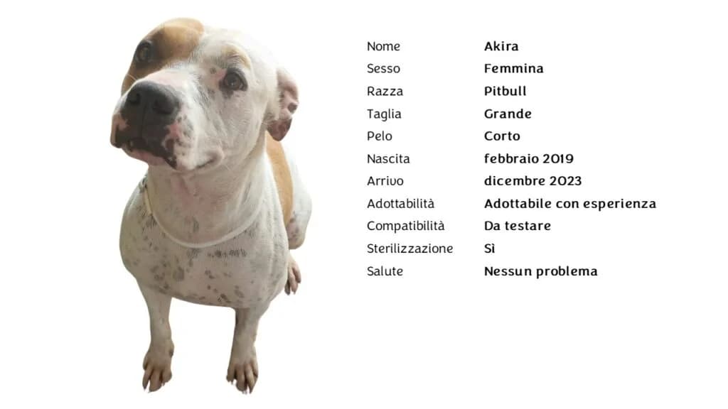 AKIRA,  Pit Bull Terrier for adoption at Canile di Vigevano