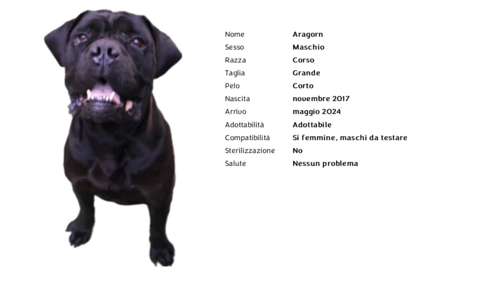 ARAGORN,  Cane Corso for adoption at Canile di Vigevano