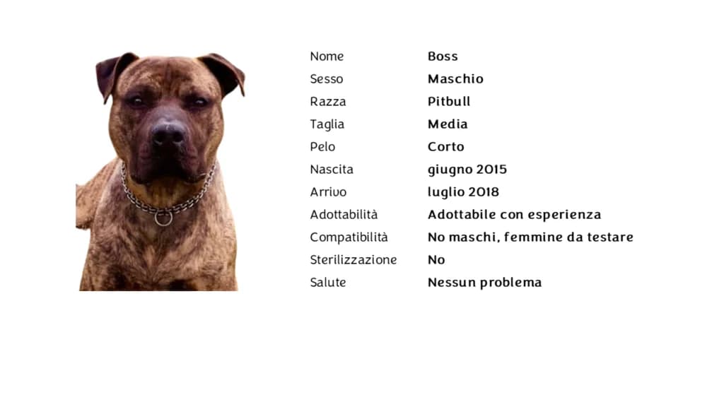 BOSS,  Pit Bull Terrier for adoption at Canile di Vigevano