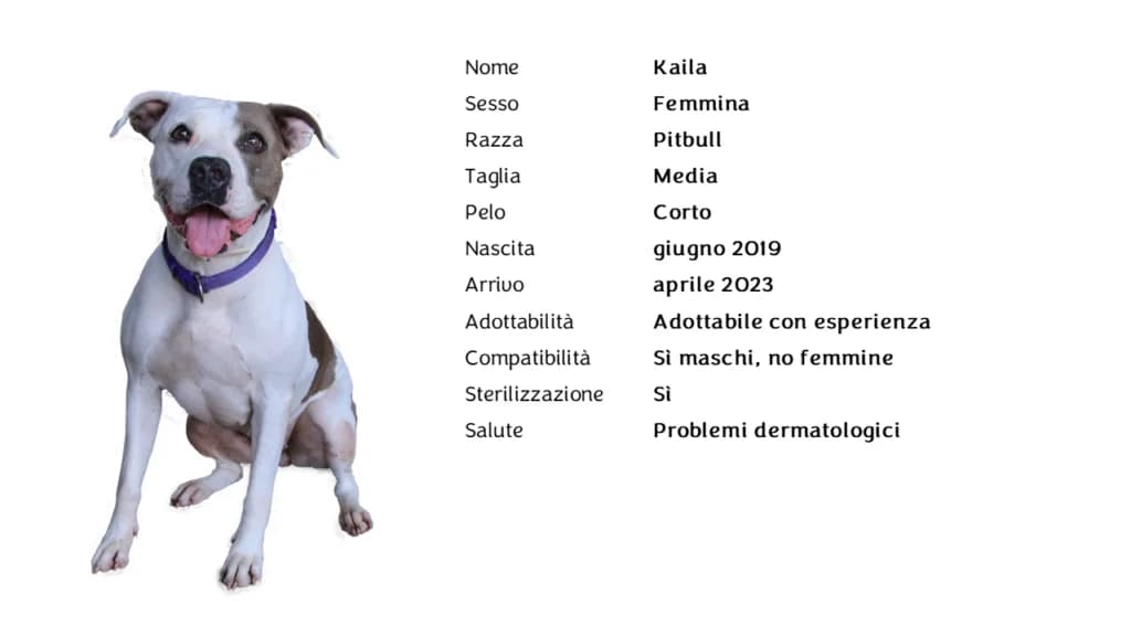 KAILA,  Pit Bull Terrier for adoption at Canile di Vigevano