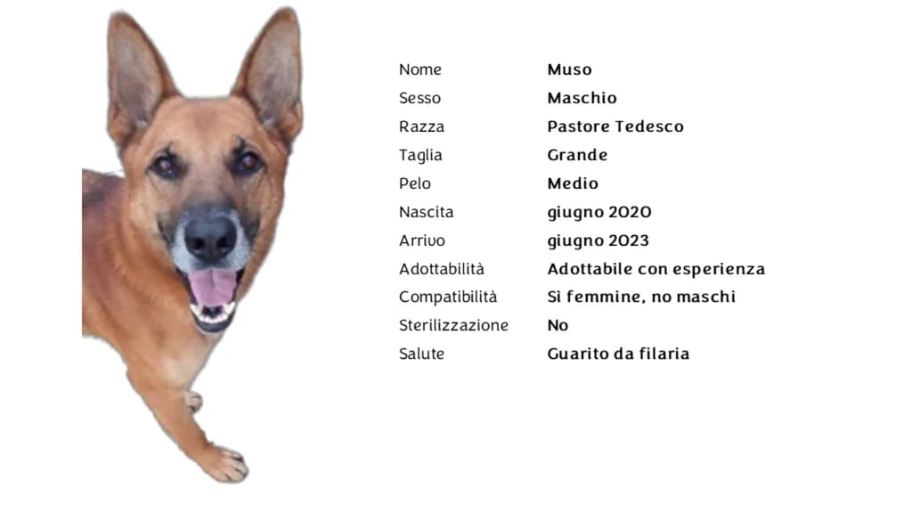 MUSO,  German Shepherd for adoption at Canile di Vigevano