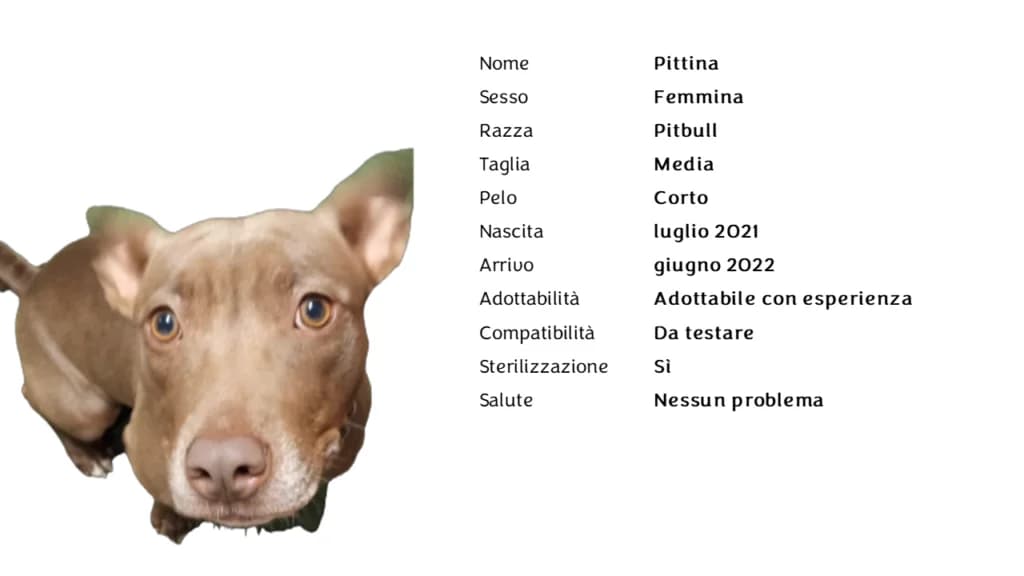 PITTINA,  Pit Bull Terrier for adoption at Canile di Vigevano